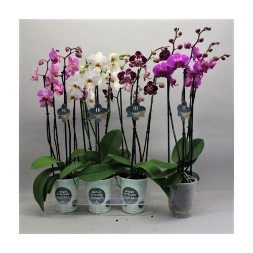 Phalaenopsis mix
