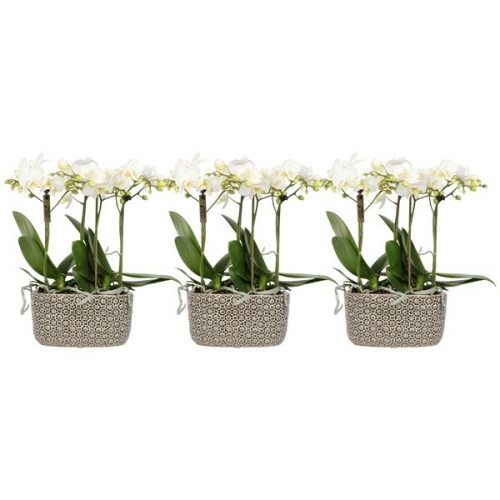 Phalaenopsis multifloratypes wit 14330twg