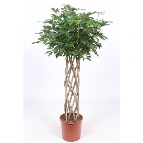 Schefflera arboricola compacta