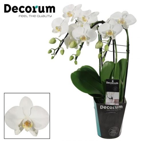 Phalaenopsis tropic snowball triple cascade
