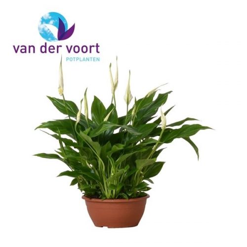 Spathiphyllum chopin