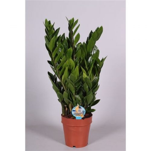 Zamioculcas zamiifolia zanzibar