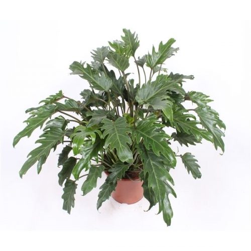 Philodendron xanadu
