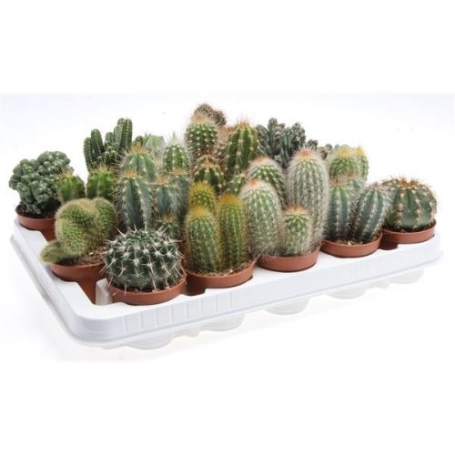 Cactus mix ca6002