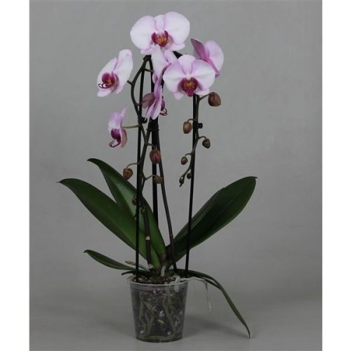 Phalaenopsis cascade scroppino