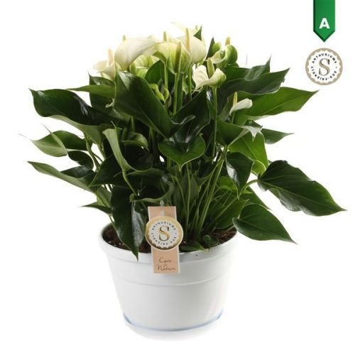 Anthurium andr. white champion
