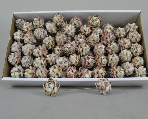 Pubescens 10cm wire bx (100p) - Pubescens 10cm wire bx (100p)