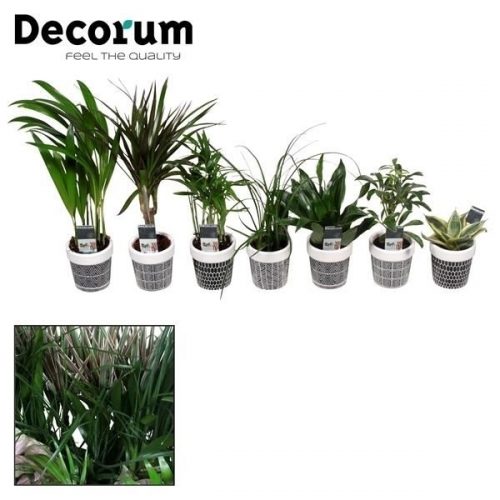 Kamerplanten mix		-	16	-	Adet