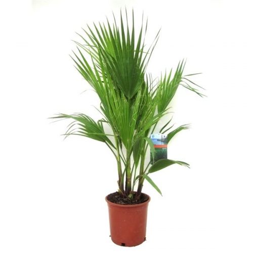 Washingtonia robusta
