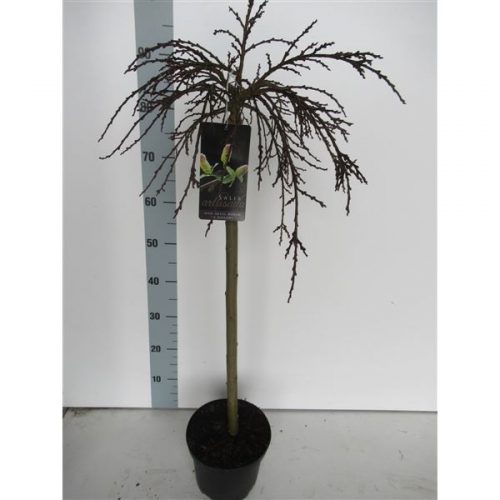 Salix arbuscula