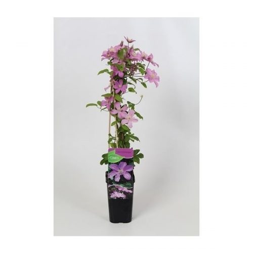 Clematis comtesse de bouchaud