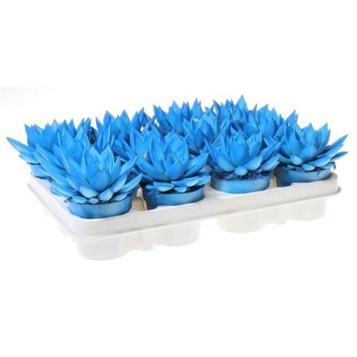 Echeveria miranda rainbow neon blue