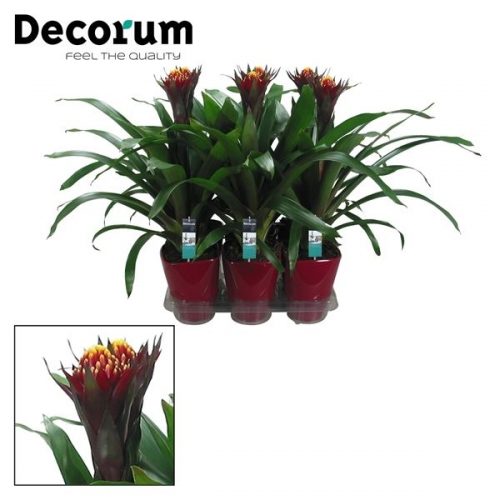 Guzmania alto paars geel
