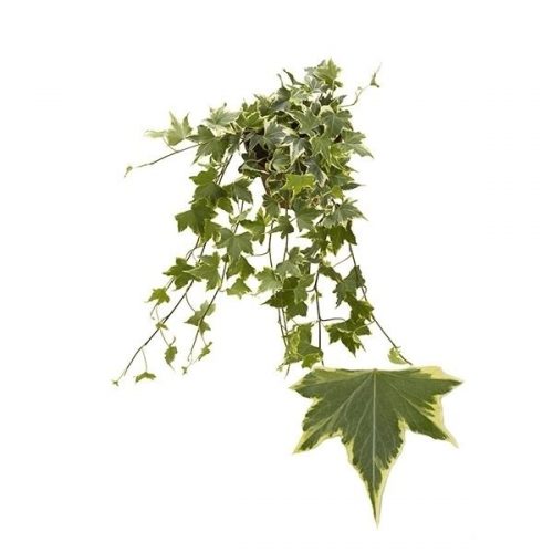 Hedera helix ripple geel