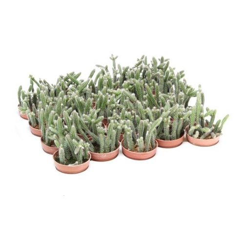 Rhipsalis baccifera subsp. horrida rh5011