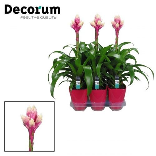 Guzmania candy roze / wit	 in luxe keramiek	-	6	-	Adet