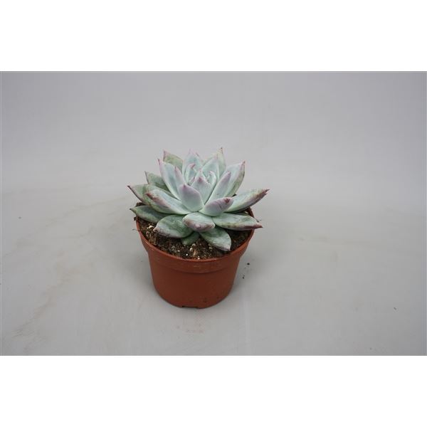Echeveria colorata 1 Echeveria colorata