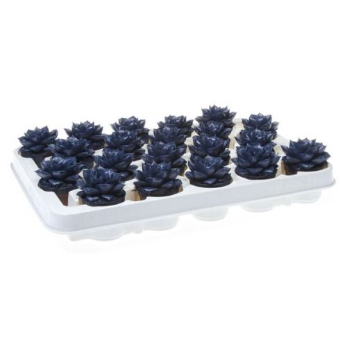 Echeveria rainbow purper steel blue
