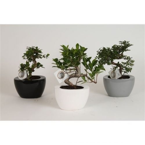 Bonsai 15 etage in folded pot 19