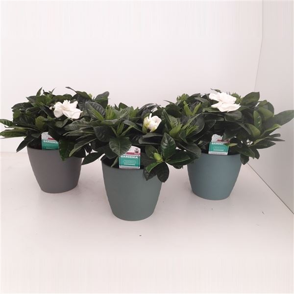 Gardenia jasminoides 1 Gardenia jasminoides