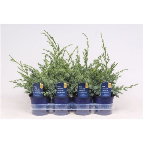 Juniperus blue alps