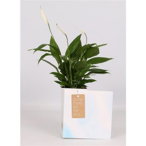 Arrangementen planten in schaal