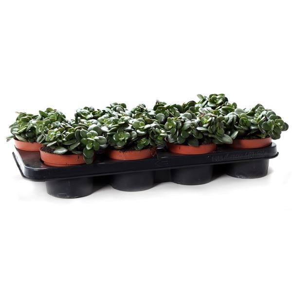 Crassula ovata minor min12