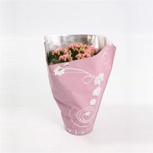 Kalanchoe calandiva roze premium