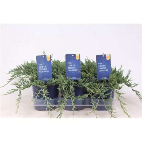 Juniperus horizontalis wiltonii