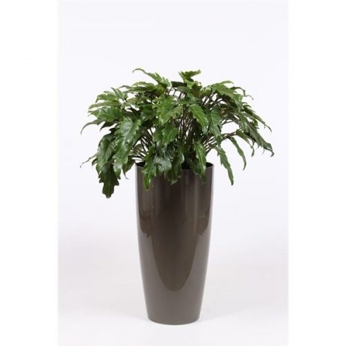 Philodendron xanadu phxak33t