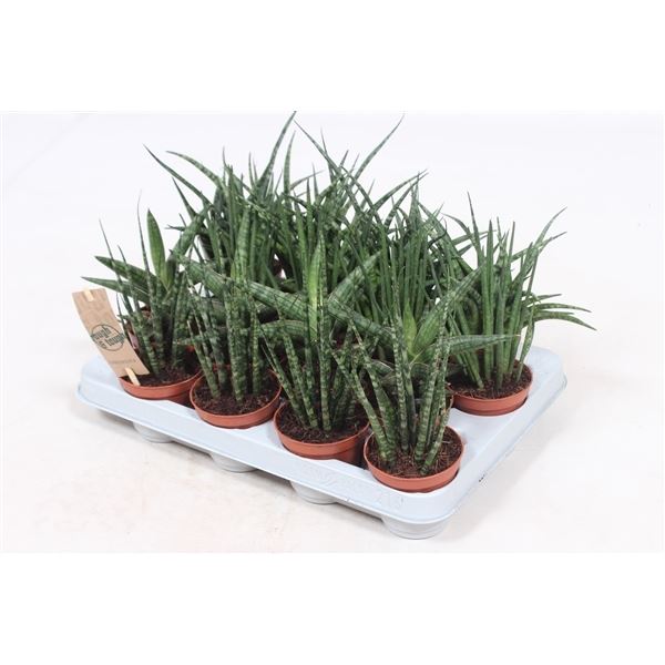 Sansevieria cylindrica mix luxe