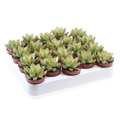 Sedum adolphi su5020