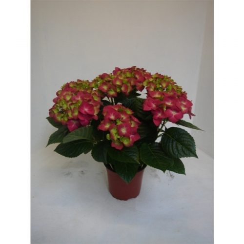 Hydrangea macr. rood