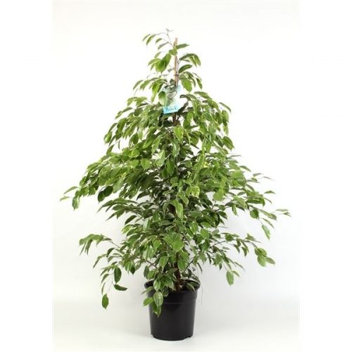 Ficus benjamina golden king