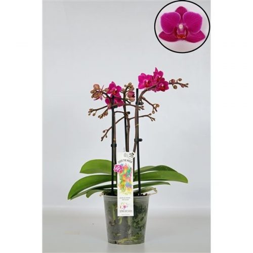 Phalaenopsis multiflora paars