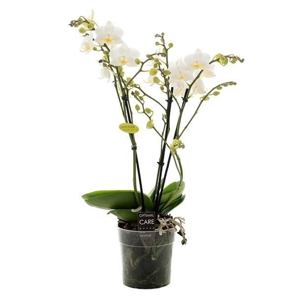 Phalaenopsis multiflora hachiko 1 Phalaenopsis multiflora hachiko