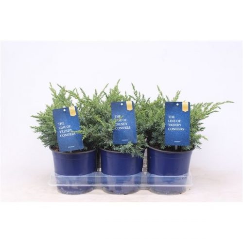 Juniperus squamata blue swede
