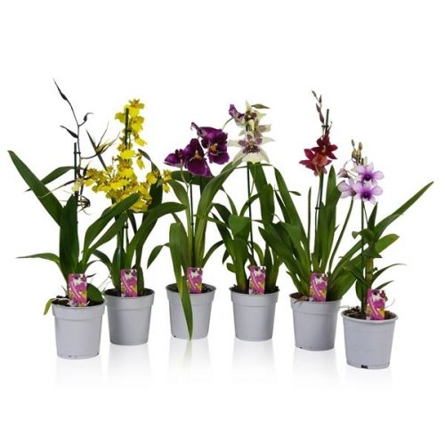 Orchideeen mix