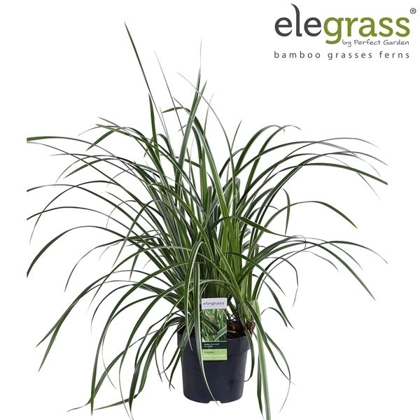 Carex morrowii ice dance 1 Carex morrowii ice dance
