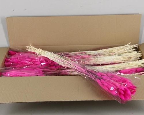 Df Lagurus 100g Cerise - Decoratiemateriaal (h%)