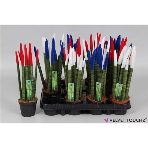 Sansevieria cylindrica spaghetti velvet svt09zk016