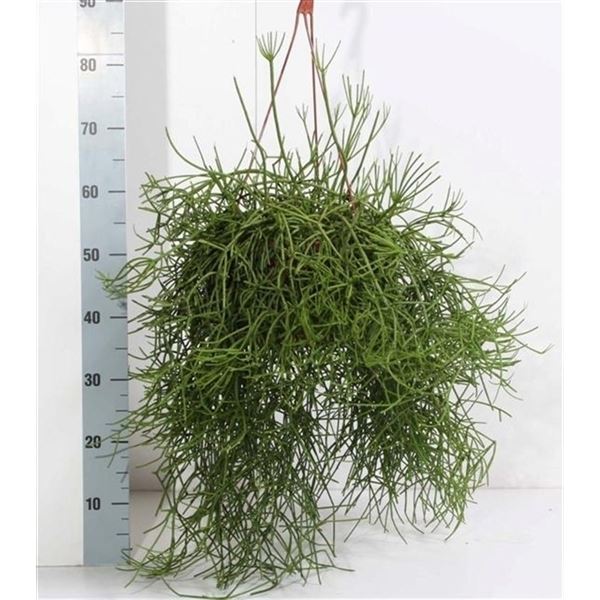 Rhipsalis heteroclada 1 Rhipsalis heteroclada