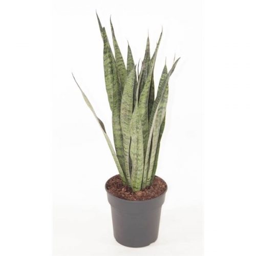Sansevieria zeylanica