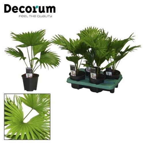 Livistonia rotundifolia