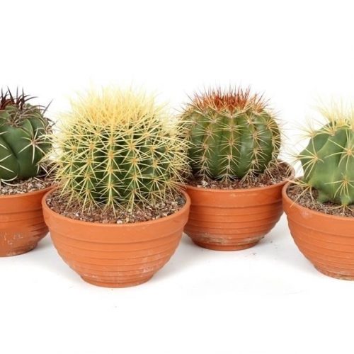 Cactus mix canarias can04