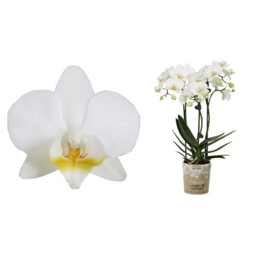 Phalaenopsis multiflora kolibri lech