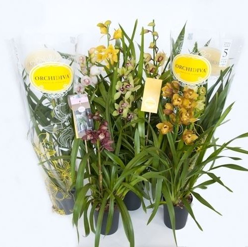 Cymbidium mix