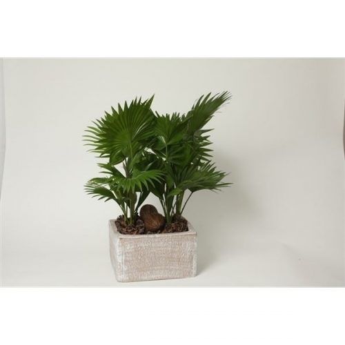 Livistonia rotundifolia