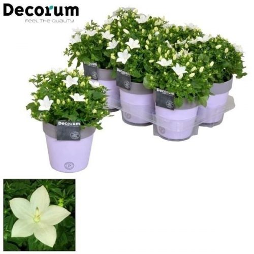 Campanula isoph. atlanta wit caatwh16