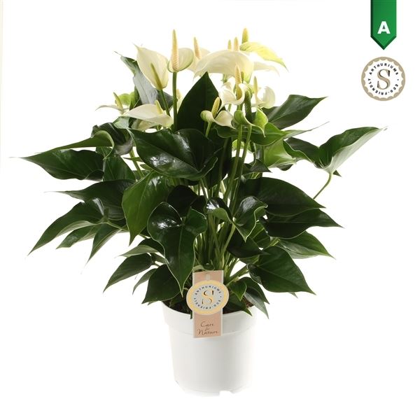 Anthurium andr. white champion 1 Anthurium andr. white champion